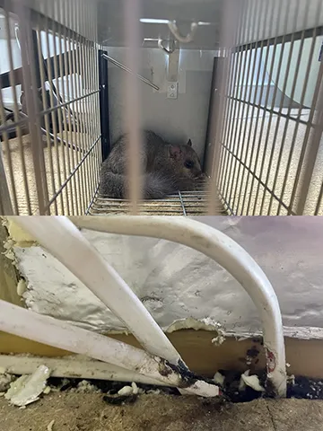 Rodent damaged cables